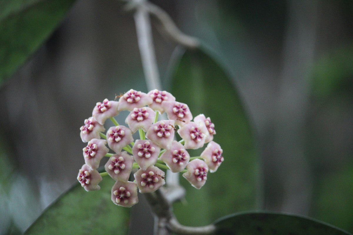 Hoya sp.